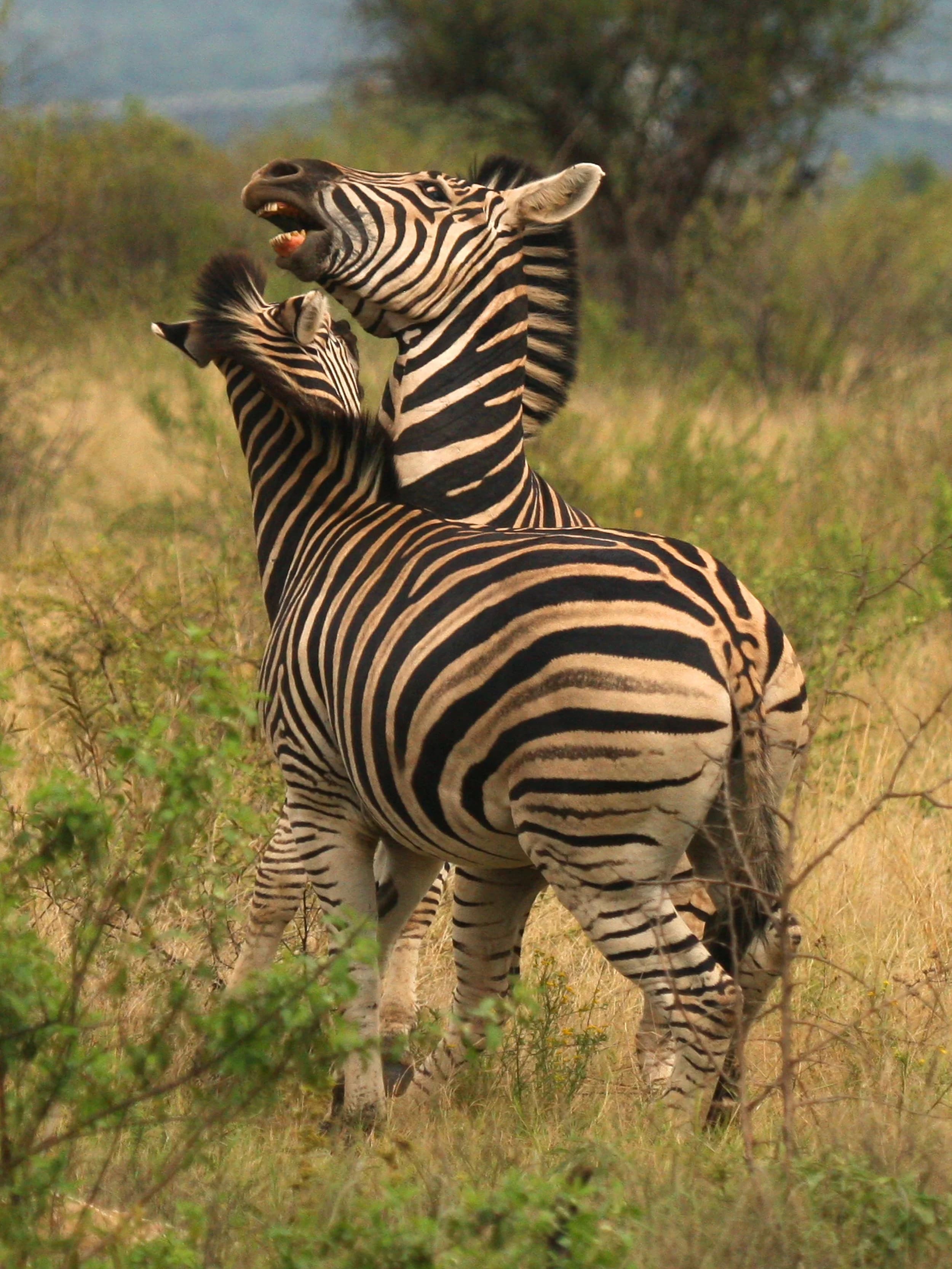 Two Plains zebras in the Southern African bush